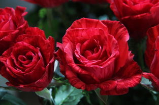 不同颜色的玫瑰花语 玫瑰有13种颜色花语