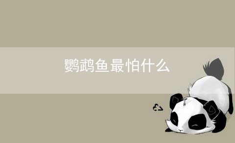 鹦鹉鱼最怕什么