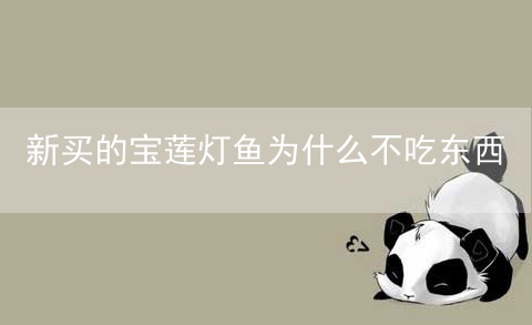 新买的宝莲灯鱼为什么不吃东西