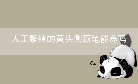 人工繁殖的黄头侧颈龟能养吗