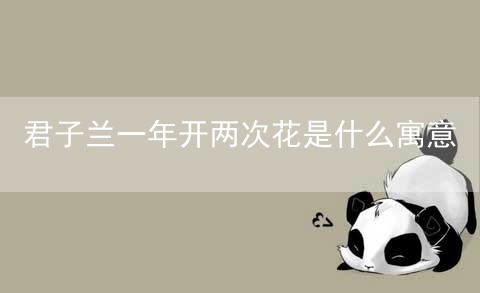 君子兰一年开两次花是什么寓意