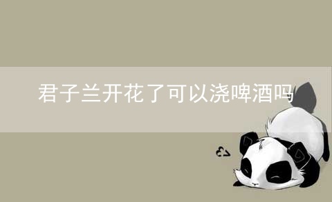 君子兰开花了可以浇啤酒吗