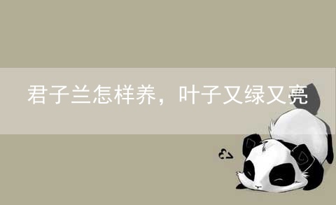 君子兰怎样养，叶子又绿又亮