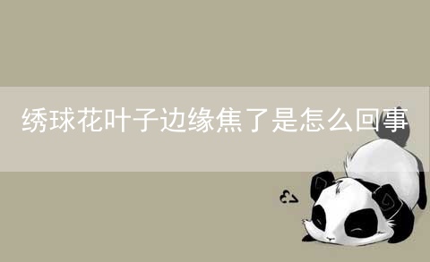 绣球花叶子边缘焦了是怎么回事