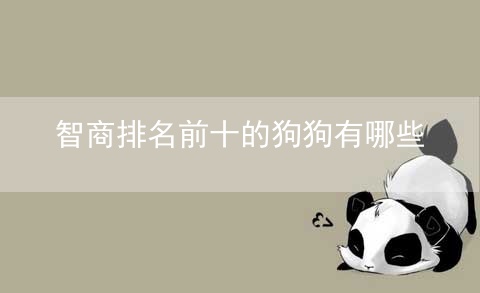 智商排名前十的狗狗有哪些