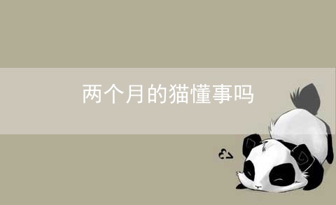 两个月的猫懂事吗