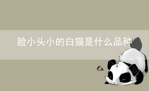 脸小头小的白猫是什么品种