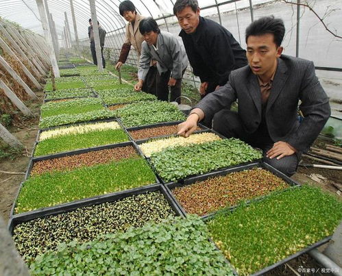 芽苗菜真的是骗死人 100平方芽苗菜利润