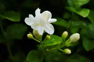 茉莉是怎么被黑化的 茉莉黑化图片