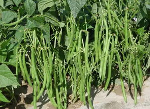 芸豆里最贵的品种 十大品牌芸豆种子排名