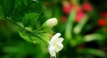 茉莉花开花季节 茉莉花是什么季节开放