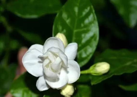 茉莉花水插的正确方法 茉莉花最简单插扦水泡法