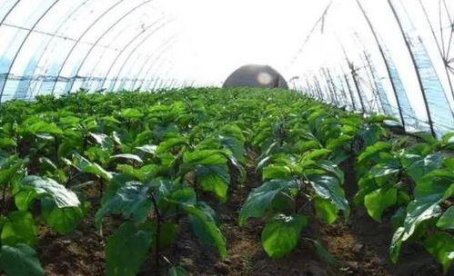茄子浇水的正确方法 茄子浇水顺口溜