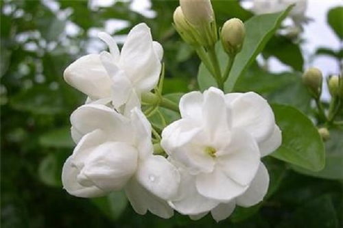 茉莉花寓意及花语 不可以乱送茉莉花