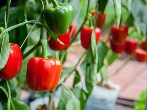 茄科植物大全图片 茄科的食物列表一览