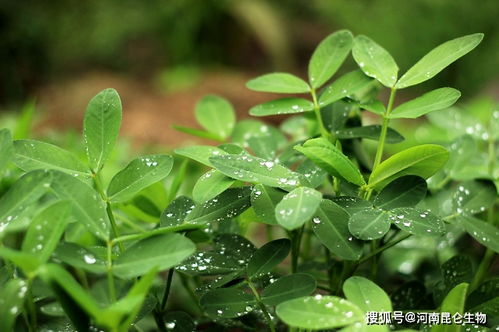 花生一共要施几次肥 花生施肥的最佳时间