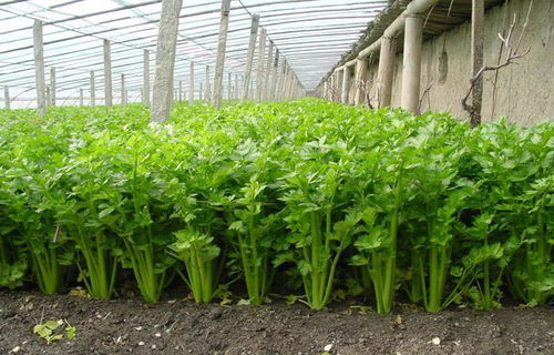 芹菜栽培技术要点 芹菜栽培与种植技术