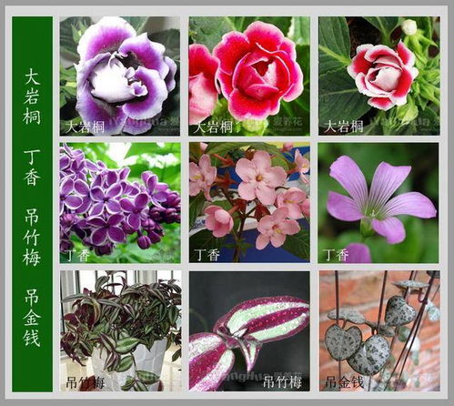 花园里花的名字100种 100种花的名字