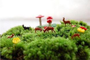 苔藓干黄了是不是死了 青苔发黄是水多了还是水少了