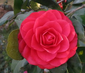 茶花休眠期是几月份 茶花夏天多少度休眠