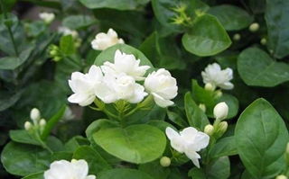 茉莉最怕三种水 茉莉花十大忌讳