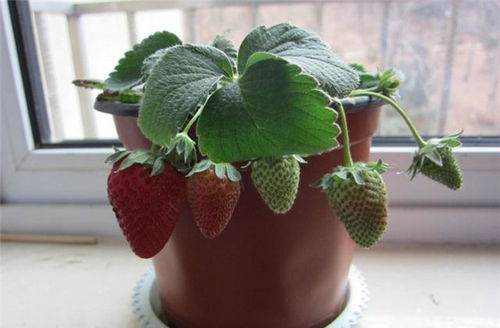 草莓怎么修剪才结的多 草莓走茎不开花怎么处理