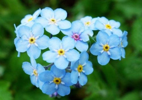 花语是曙光的花 代表神明的花朵