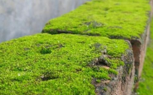 苔藓最快繁殖方法 苔藓打碎混泥繁殖