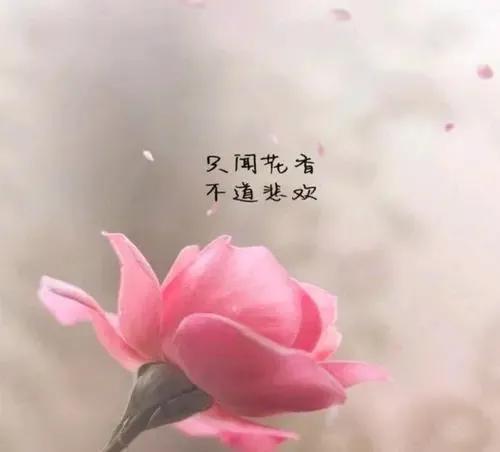 花的文案高级感 被花治愈的文案