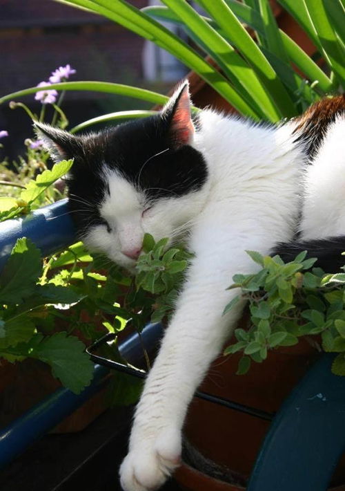 荆芥能当猫薄荷用吗 荆芥能不能直接喂猫