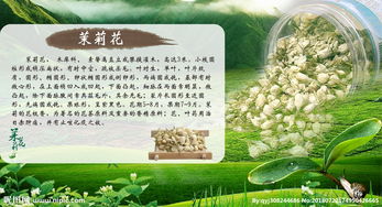 茉莉花详细介绍 茉莉花简历