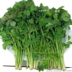 芫荽和香菜一样吗 芫荽正确读yanxu吗