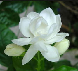 茉莉花的花语寓意 不可以乱送茉莉花