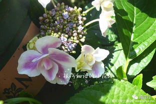 花烛的毒能毒死人吗 花烛的花叶毒性大吗