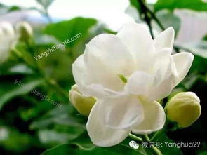 茉莉养殖方法需要注意 家养茉莉花怎么养