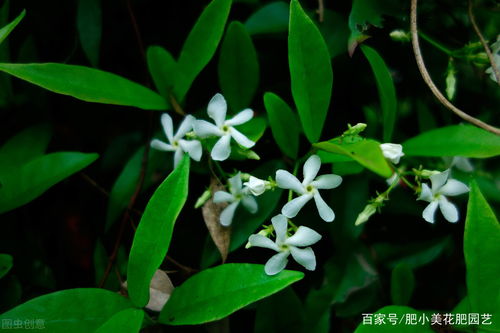 花叶络石能耐零下多少度 耐寒零下30度的庭院花