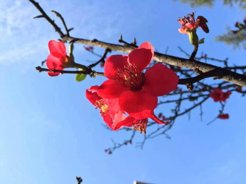 花语为希望救赎的花 代表希望和曙光的花