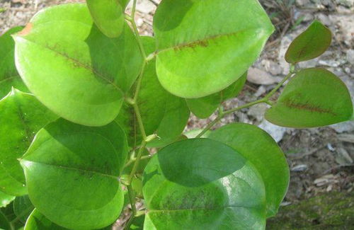 茅莓根的毒副作用 野茅莓叶的功效与主治