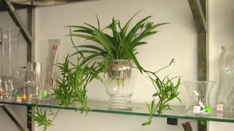 花的营养液怎么制作 自制营养液3步