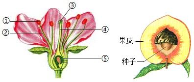 花果实种子属于什么器官 花果实种子被称为什么器官