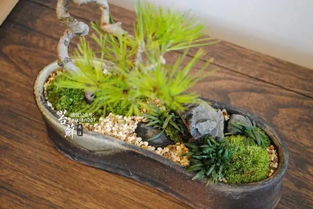 苔藓晒干了遇水还能活吗 苔藓可以一直泡水吗