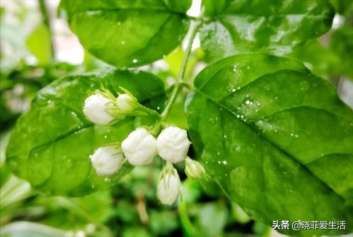 茉莉花为什么不吉利 三种人不能养茉莉花