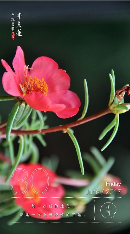 花语是生命和希望的花 代表生命生生不息的花