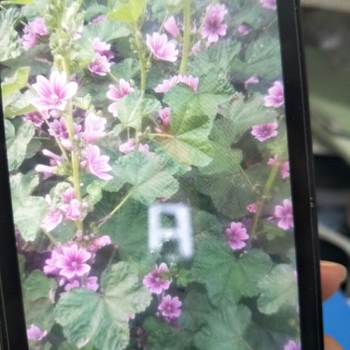 花朵有哪四个作用答案 花朵四个作用是指