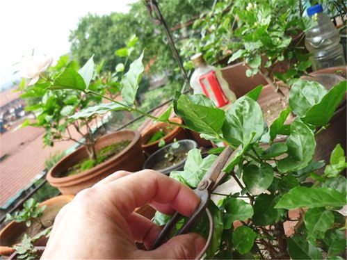 茉莉怎么修剪才能开花 茉莉花立秋后修剪