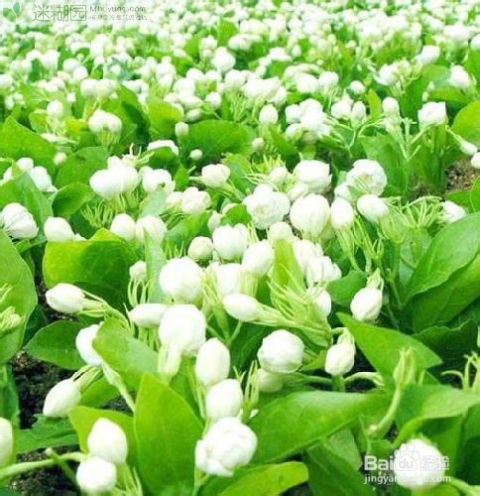 茉莉的风水作用禁忌 茉莉花风水的含义和象征