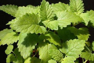 荆芥和薄荷的区别 荆芥是河南独有的吗