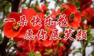 花语代表好运的花 十大花语最幸福的花