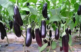 茄子结果期施什么肥 茄子最忌三种肥料