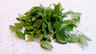 荆芥是罗勒吗 罗勒叶和荆芥味道像吗